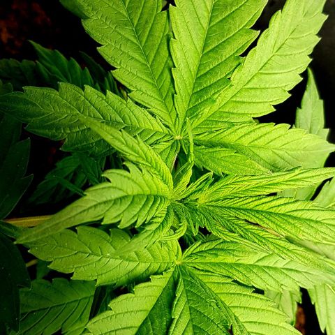 Bruce Banner Auto growlog photo: Girls looking good. 