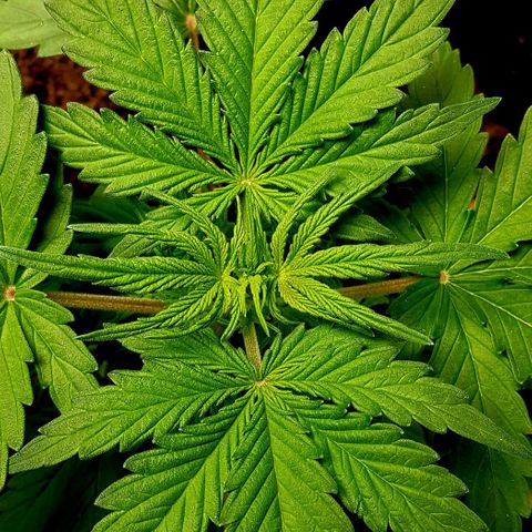Bruce Banner Auto growlog photo: Girls looking good. 