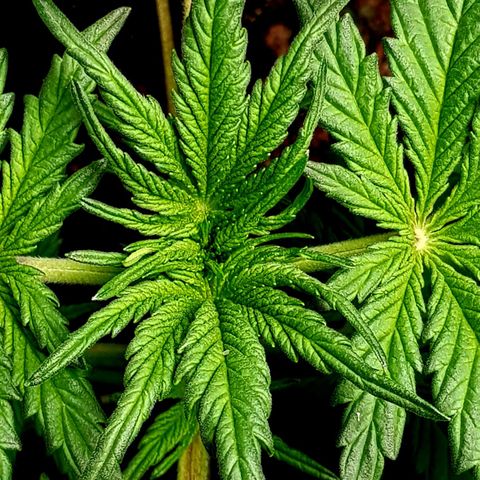 Bruce Banner Auto growlog photo: Girls looking good. 