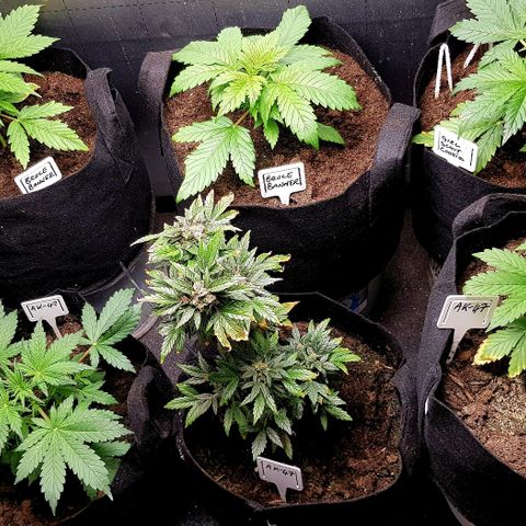 Bruce Banner Auto growlog photo: Girls looking good. 