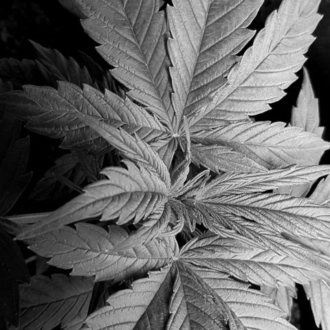 Bruce Banner Auto growlog photo: Girls looking good. 