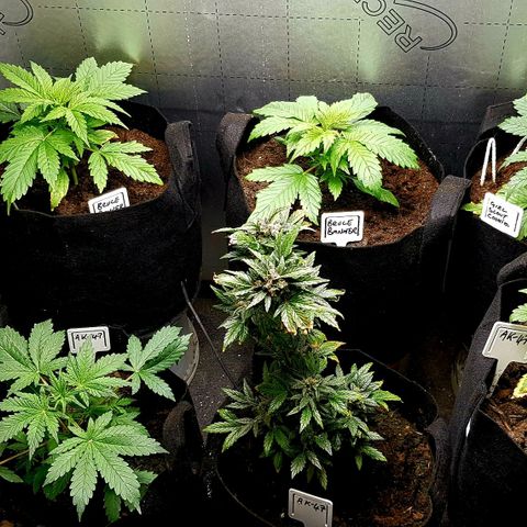 Bruce Banner Auto growlog photo: Girls looking good. 