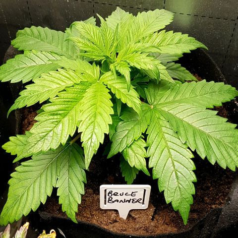 Bruce Banner Auto growlog photo: Both girls looking good. 