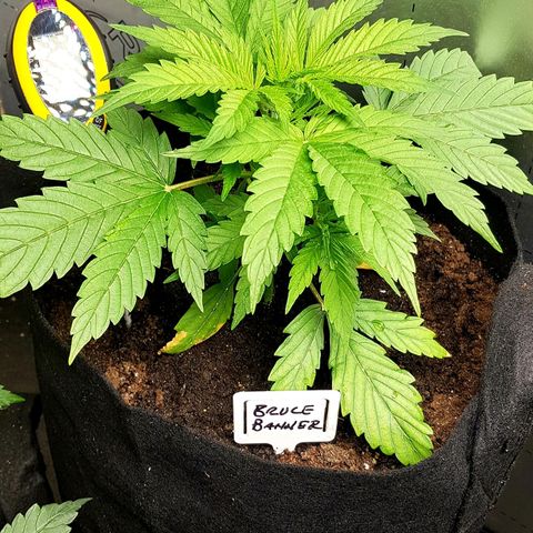 Bruce Banner Auto growlog photo: Both girls looking good. 
