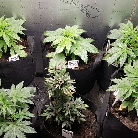 Bruce Banner Auto growlog timeline photo