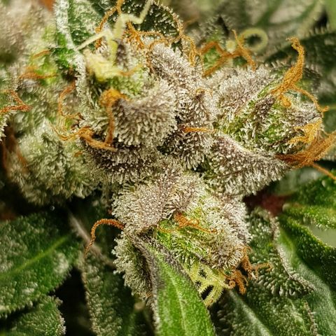 Bruce Banner Auto growlog timeline photo