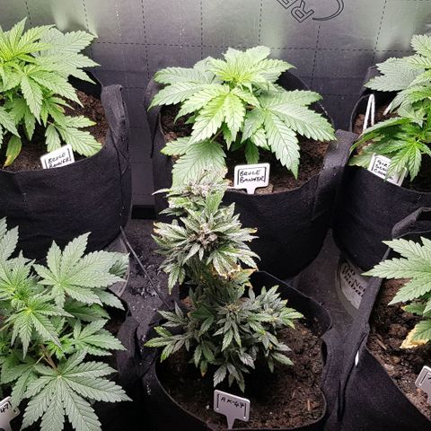Bruce Banner Auto growlog timeline photo