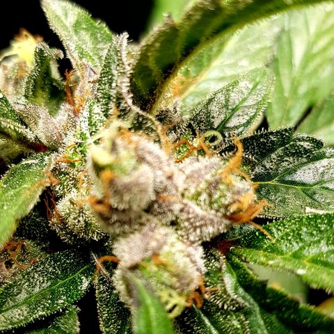 Bruce Banner Auto growlog timeline photo