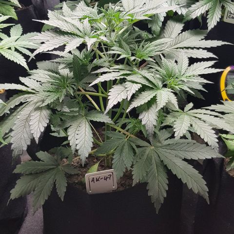 Bruce Banner Auto growlog photo: New Co2 meter installed today. 
Olde AK-47 cut and hanging.
Additional Co2 bag added to lift levels. 