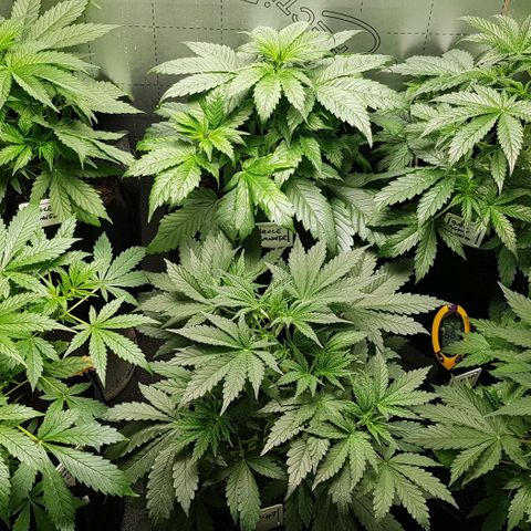 Bruce Banner Auto growlog photo: New Co2 meter installed today. 
Olde AK-47 cut and hanging.
Additional Co2 bag added to lift levels. 