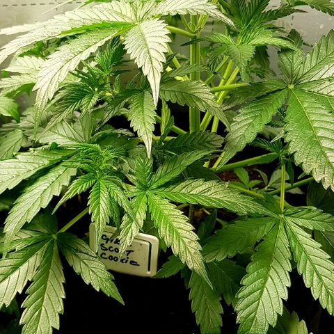 Bruce Banner Auto growlog photo: New Co2 meter installed today. 
Olde AK-47 cut and hanging.
Additional Co2 bag added to lift levels. 
