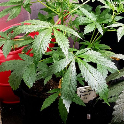 Bruce Banner Auto growlog photo: New Co2 meter installed today. 
Olde AK-47 cut and hanging.
Additional Co2 bag added to lift levels. 