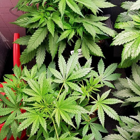 Bruce Banner Auto growlog photo: New Co2 meter installed today. 
Olde AK-47 cut and hanging.
Additional Co2 bag added to lift levels. 