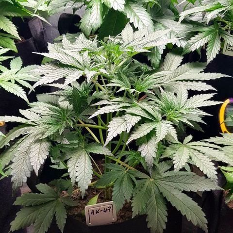Bruce Banner Auto growlog photo: New Co2 meter installed today. 
Olde AK-47 cut and hanging.
Additional Co2 bag added to lift levels. 