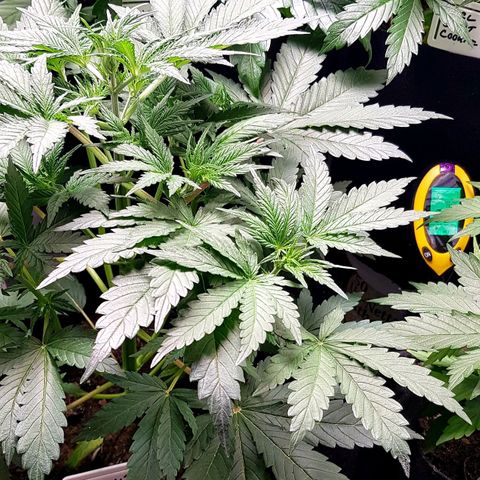 Bruce Banner Auto growlog photo: New Co2 meter installed today. 
Olde AK-47 cut and hanging.
Additional Co2 bag added to lift levels. 