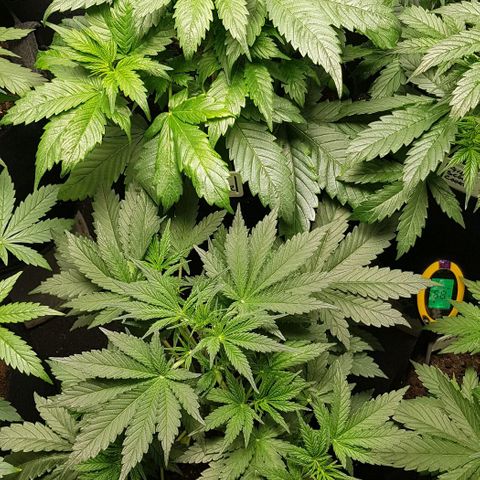 Bruce Banner Auto growlog photo: New Co2 meter installed today. 
Olde AK-47 cut and hanging.
Additional Co2 bag added to lift levels. 