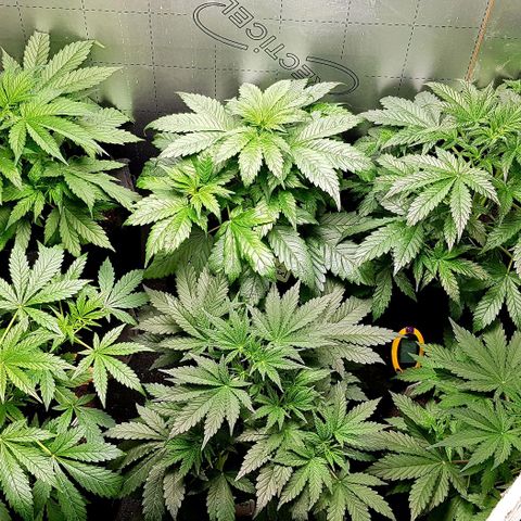 Bruce Banner Auto growlog photo: New Co2 meter installed today. 
Olde AK-47 cut and hanging.
Additional Co2 bag added to lift levels. 