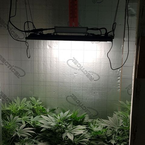 Bruce Banner Auto growlog photo: Girls up to 550mm now. All looking good. But no sign of flowering yet. 