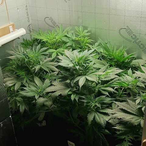 Bruce Banner Auto growlog photo: Girls up to 550mm now. All looking good. But no sign of flowering yet. 
