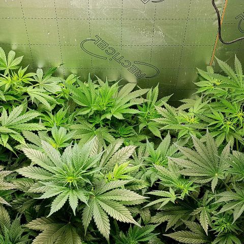 Bruce Banner Auto growlog photo: Girls up to 550mm now. All looking good. But no sign of flowering yet. 