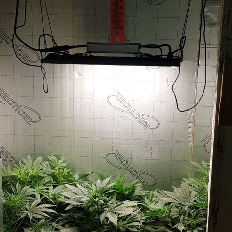 Bruce Banner Auto growlog photo: Girls up to 550mm now. All looking good. But no sign of flowering yet. 