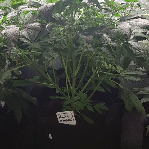 Bruce Banner Auto growlog photo: Girls up to 550mm now. All looking good. But no sign of flowering yet. 