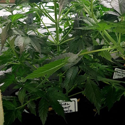 Bruce Banner Auto growlog photo: Girls up to 550mm now. All looking good. But no sign of flowering yet. 