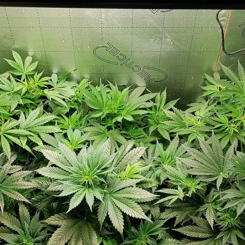 Bruce Banner Auto growlog photo: Girls up to 550mm now. All looking good. But no sign of flowering yet. 
