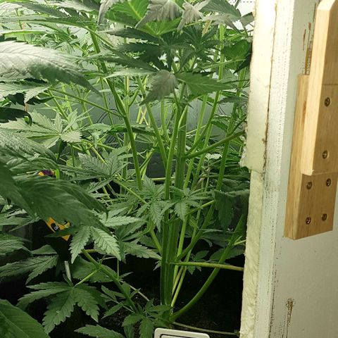 Bruce Banner Auto growlog photo: Girls up to 550mm now. All looking good. But no sign of flowering yet. 