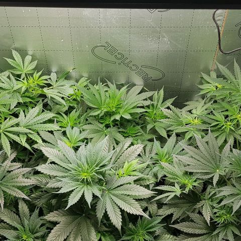 Bruce Banner Auto growlog photo: Girls up to 550mm now. All looking good. But no sign of flowering yet. 