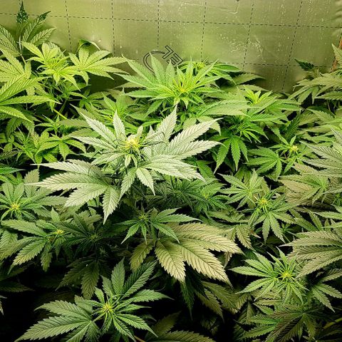 Bruce Banner Auto growlog timeline photo
