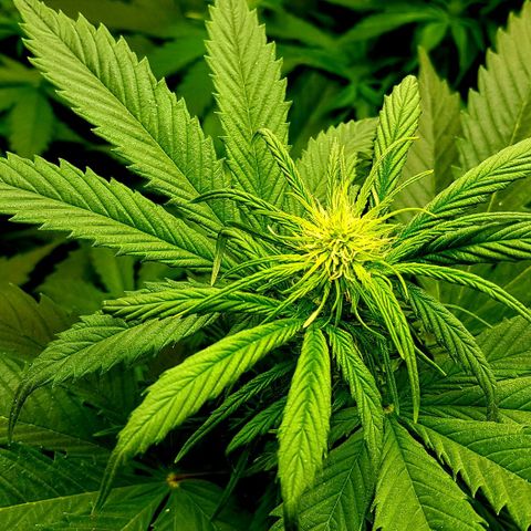Bruce Banner Auto growlog timeline photo