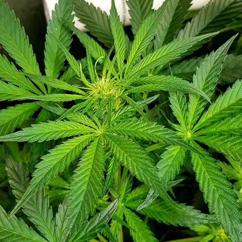 Bruce Banner Auto growlog photo: Just gone into flower. 