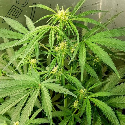 Bruce Banner Auto growlog photo: Just gone into flower. 