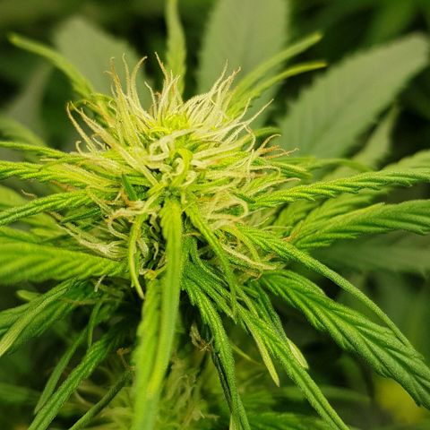 Bruce Banner Auto growlog timeline photo