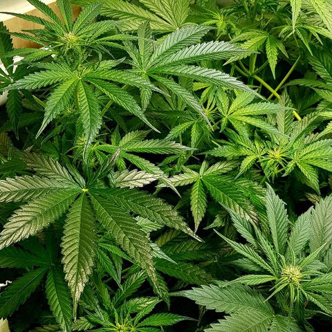 Bruce Banner Auto growlog timeline photo