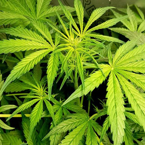 Bruce Banner Auto growlog timeline photo