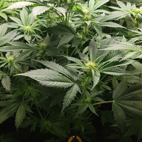 Bruce Banner Auto growlog timeline photo