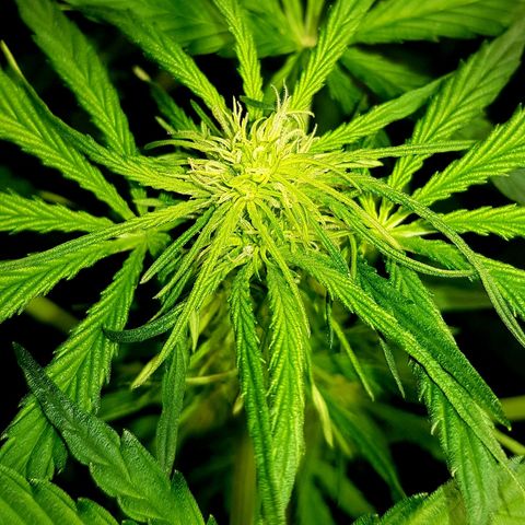 Bruce Banner Auto growlog timeline photo