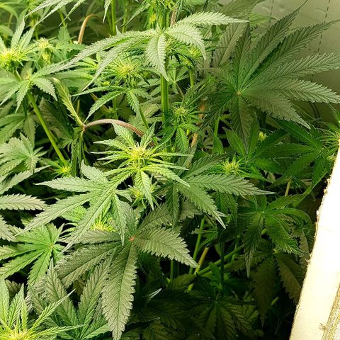 Bruce Banner Auto growlog timeline photo