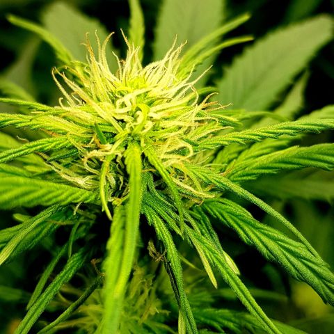 Bruce Banner Auto growlog timeline photo