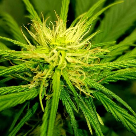 Bruce Banner Auto growlog timeline photo