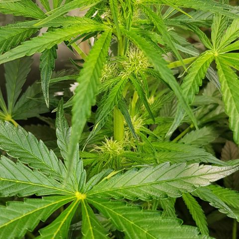 Bruce Banner Auto growlog photo: All going well. Girls just keep doing their job. 