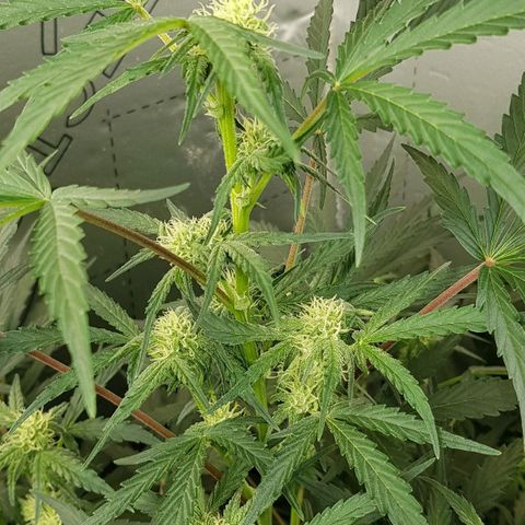 Bruce Banner Auto growlog photo: All going well. Girls just keep doing their job. 