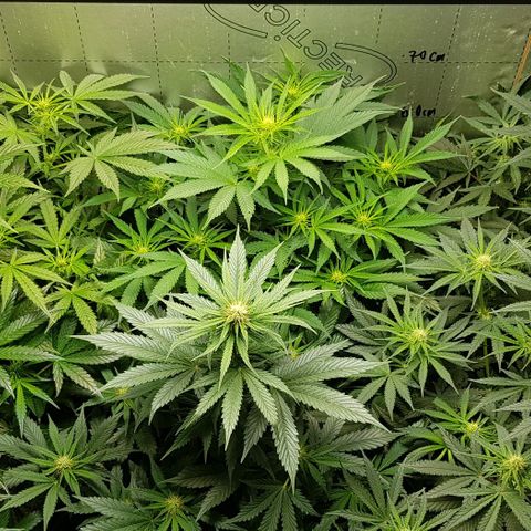 Bruce Banner Auto growlog photo: All going well. Girls just keep doing their job. 