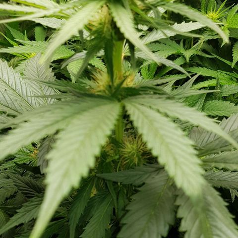 Bruce Banner Auto growlog photo: All going well. Girls just keep doing their job. 