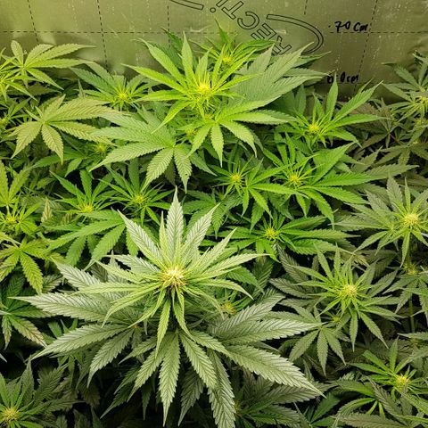 Bruce Banner Auto growlog photo: All going well. Girls just keep doing their job. 