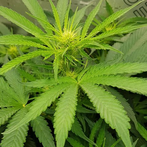 Bruce Banner Auto growlog photo: All going well. Girls just keep doing their job. 