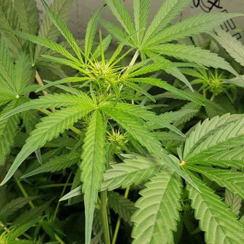 Bruce Banner Auto growlog photo: All going well. Girls just keep doing their job. 