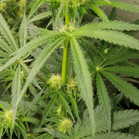 Bruce Banner Auto growlog photo: All going well. Girls just keep doing their job. 